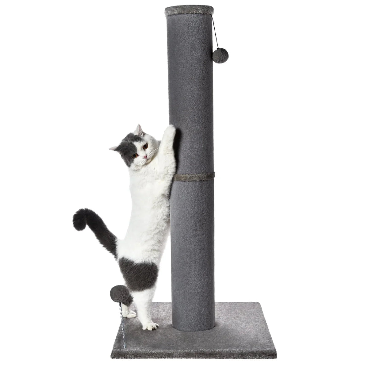 Cat Scracthing Posts