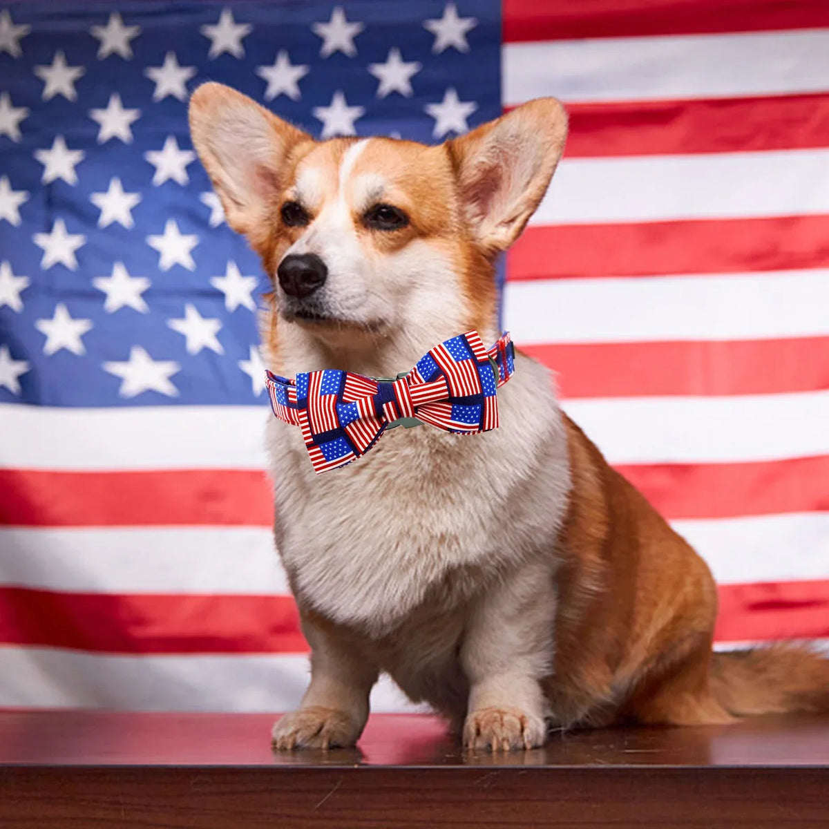 Dog Collars