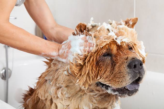 Shampoos